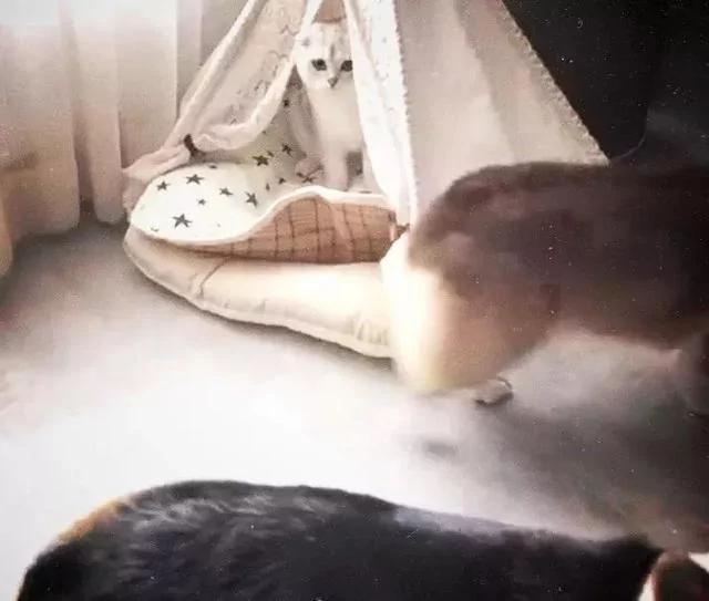 狗哥抱猫咪入睡 狗妹闯入要说法 猫咪的表情一脸懵!