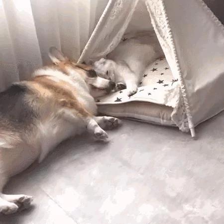 狗哥抱猫咪入睡 狗妹闯入要说法 猫咪的表情一脸懵!