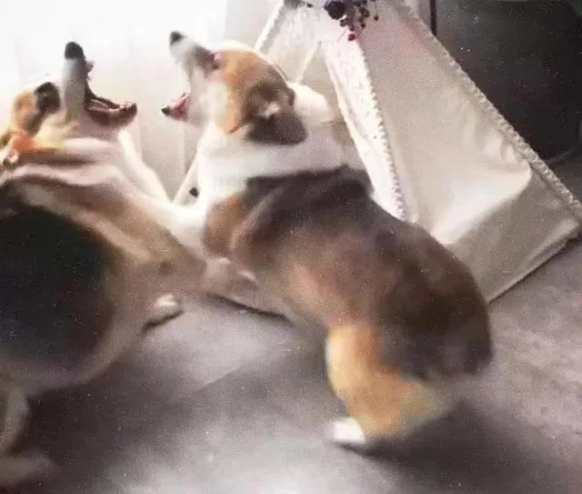 狗哥抱猫咪入睡 狗妹闯入要说法 猫咪的表情一脸懵!