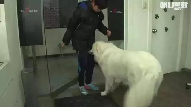 狗狗总是追着人的屁股闻 当大家嫌弃它变态时 才知道它生病了!