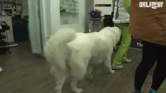 狗狗总是追着人的屁股闻 当大家嫌弃它变态时 才知道它生病了!
