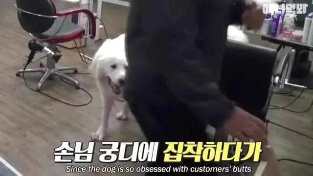 狗狗总是追着人的屁股闻 当大家嫌弃它变态时 才知道它生病了!