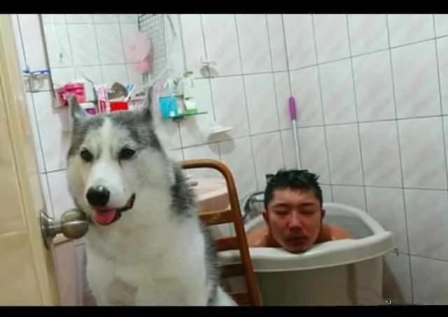 主人泡澡 出去接个电话 回来看到哈士奇这一幕!