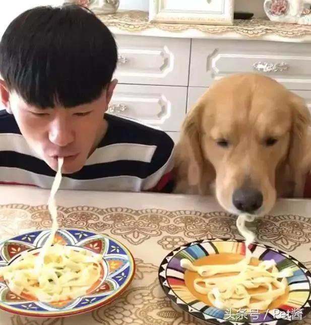 男主人和金毛比赛吃面条 狗狗的举动让人笑喷!