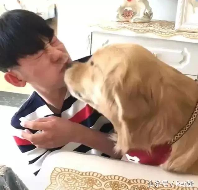 男主人和金毛比赛吃面条 狗狗的举动让人笑喷!