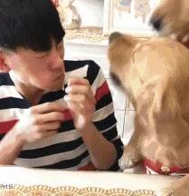男主人和金毛比赛吃面条 狗狗的举动让人笑喷!