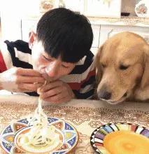 男主人和金毛比赛吃面条 狗狗的举动让人笑喷!