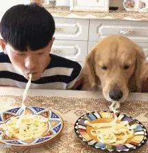 男主人和金毛比赛吃面条 狗狗的举动让人笑喷!