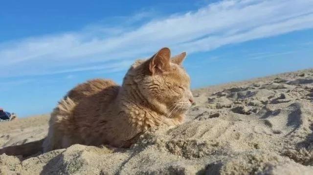 这只橘猫陪伴主人22年被遗弃 喵生的最后却享受了美好时光!