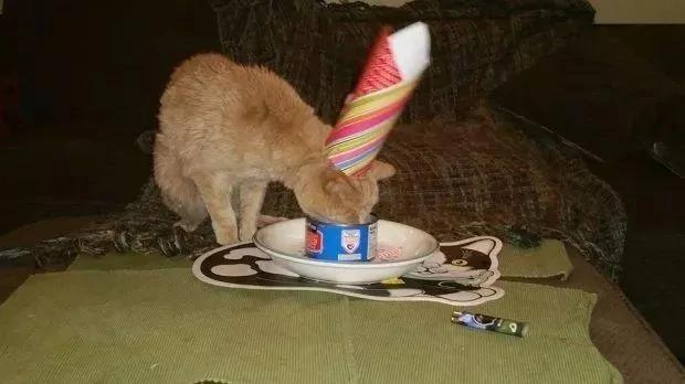 这只橘猫陪伴主人22年被遗弃 喵生的最后却享受了美好时光!