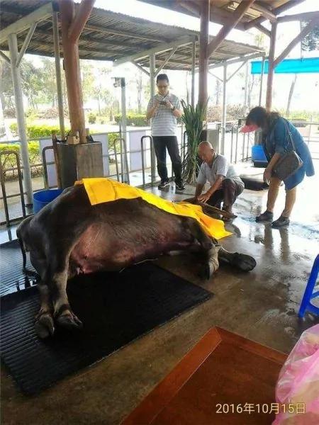 高龄117岁老牛过世前 苦撑为见主人最后一面才断气 81岁老主人泪流满面!