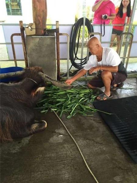 高龄117岁老牛过世前 苦撑为见主人最后一面才断气 81岁老主人泪流满面!