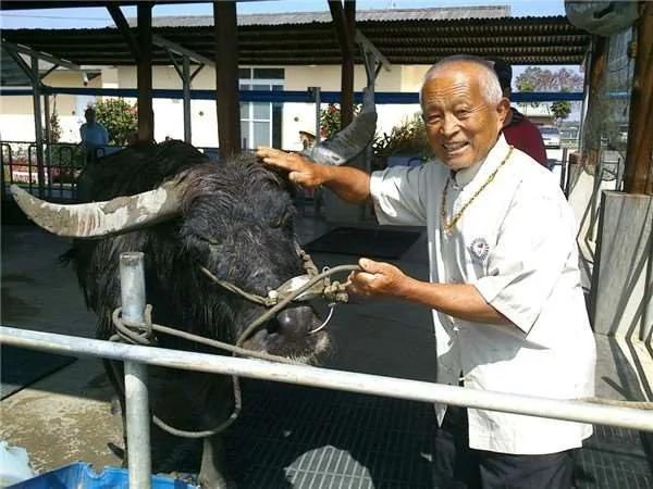 高龄117岁老牛过世前 苦撑为见主人最后一面才断气 81岁老主人泪流满面!