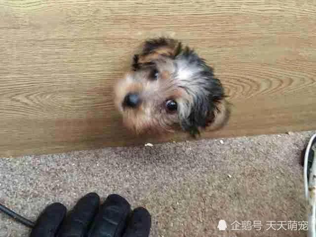 狗狗被卡电视柜一脸无辜不忘“歪头杀” 害得主人疑似虐待叫人又好气又好笑