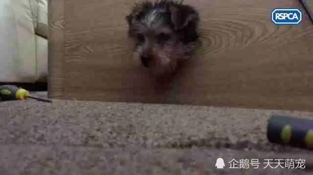 狗狗被卡电视柜一脸无辜不忘“歪头杀” 害得主人疑似虐待叫人又好气又好笑