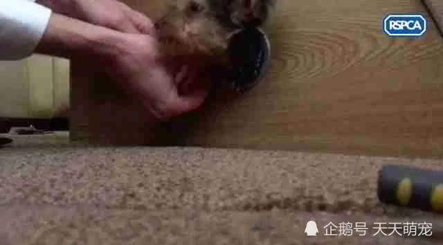 狗狗被卡电视柜一脸无辜不忘“歪头杀” 害得主人疑似虐待叫人又好气又好笑