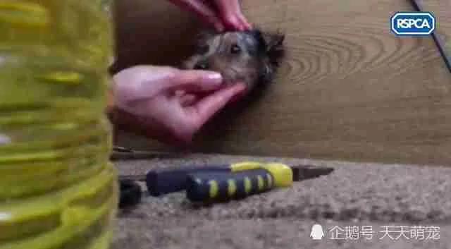 狗狗被卡电视柜一脸无辜不忘“歪头杀” 害得主人疑似虐待叫人又好气又好笑