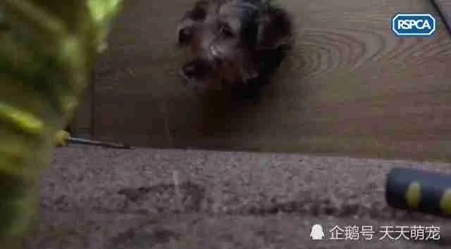 狗狗被卡电视柜一脸无辜不忘“歪头杀” 害得主人疑似虐待叫人又好气又好笑