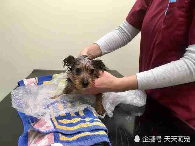 狗狗被卡电视柜一脸无辜不忘“歪头杀” 害得主人疑似虐待叫人又好气又好笑