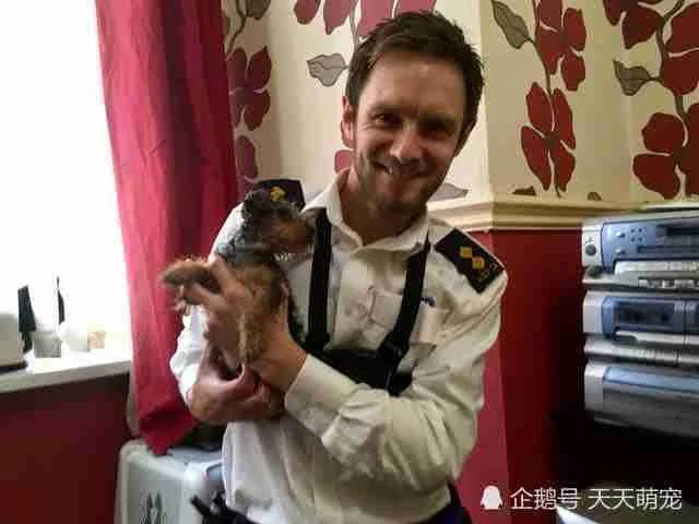 狗狗被卡电视柜一脸无辜不忘“歪头杀” 害得主人疑似虐待叫人又好气又好笑