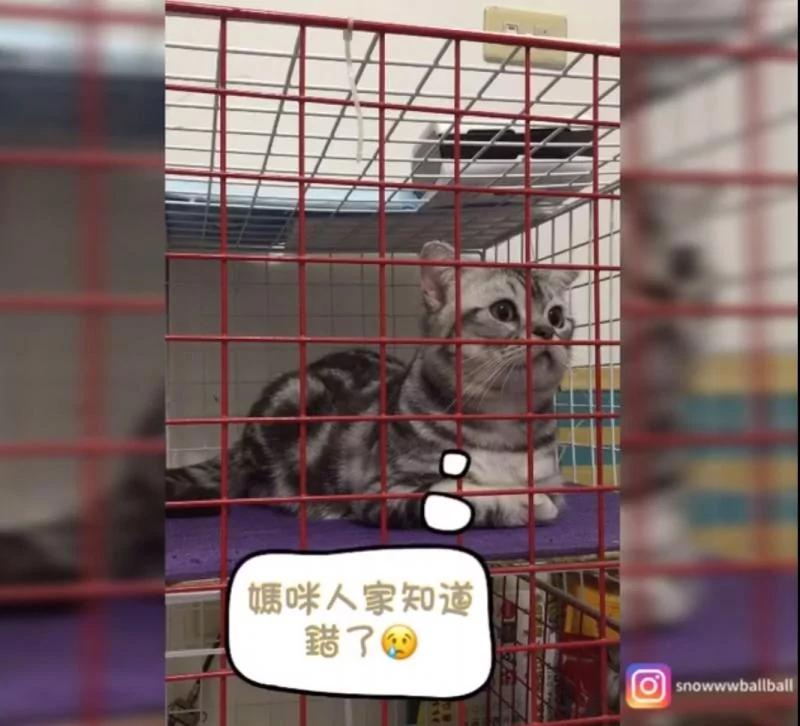 猫咪被女主人惩罚关笼子 下一秒突然“发出奶音讲人话”:打开!打开!