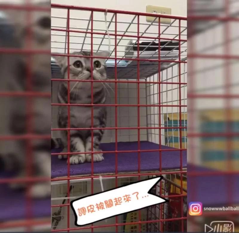 猫咪被女主人惩罚关笼子 下一秒突然“发出奶音讲人话”:打开!打开!