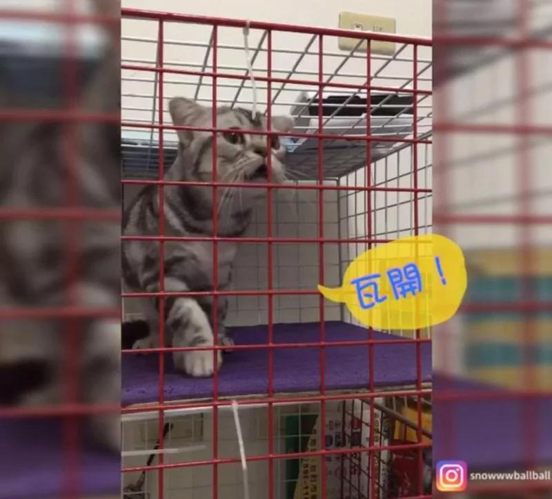 猫咪被女主人惩罚关笼子 下一秒突然“发出奶音讲人话”:打开!打开!
