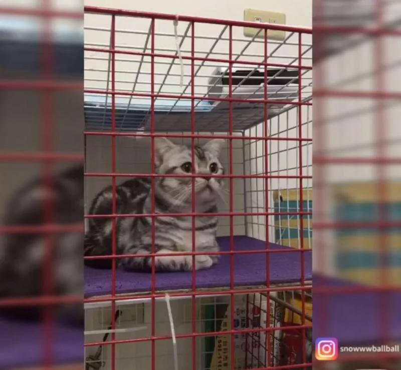 猫咪被女主人惩罚关笼子 下一秒突然“发出奶音讲人话”:打开!打开!