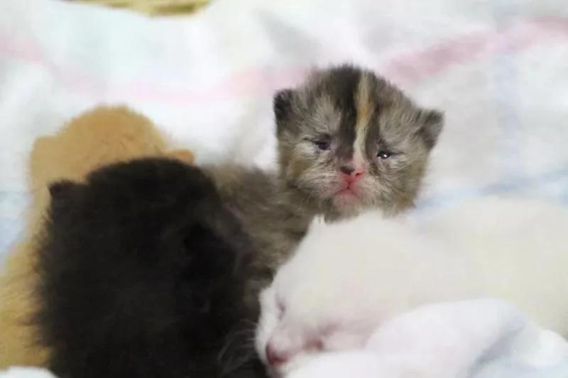 去接一只猫却带回一车动物 司机一脸懵:刚才发生了什么?