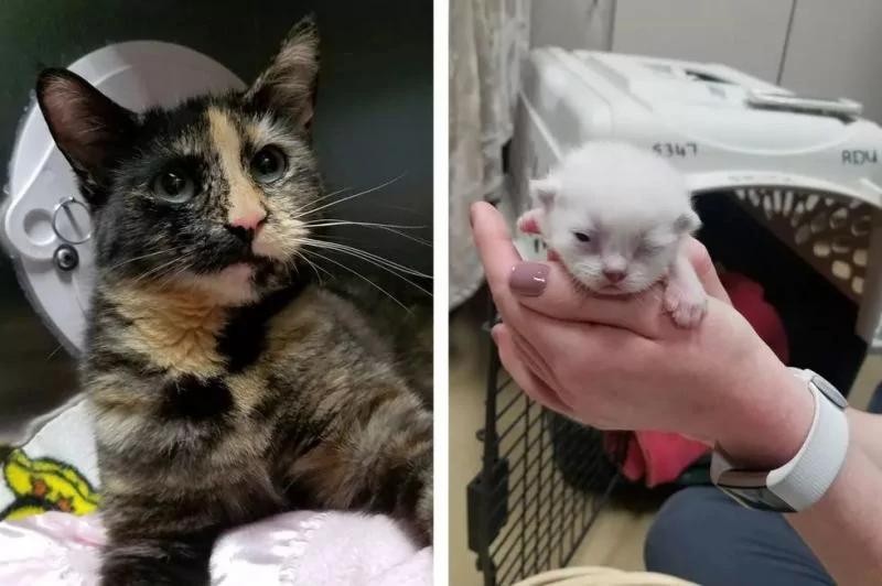 去接一只猫却带回一车动物 司机一脸懵:刚才发生了什么?