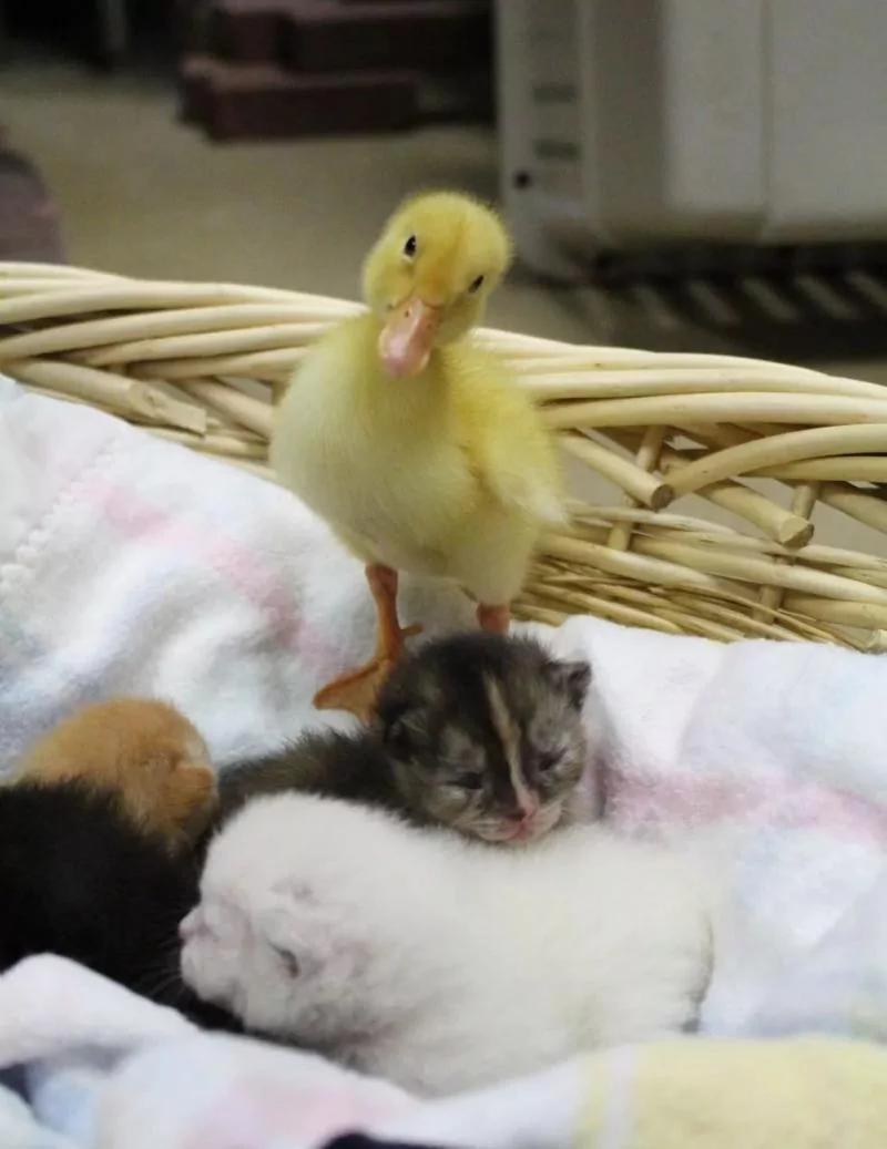 去接一只猫却带回一车动物 司机一脸懵:刚才发生了什么?