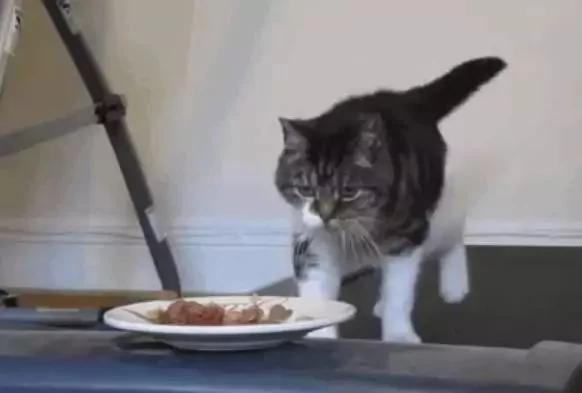 主人为了让猫咪减肥 把肉放在跑步机前 猫咪:你当我是驴啊!