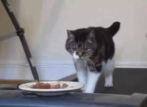 主人为了让猫咪减肥 把肉放在跑步机前 猫咪:你当我是驴啊!