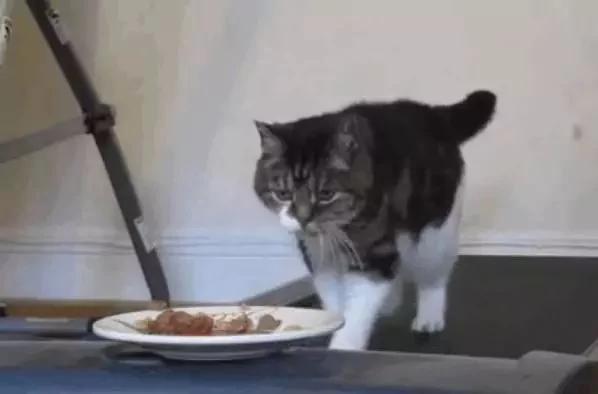 主人为了让猫咪减肥 把肉放在跑步机前 猫咪:你当我是驴啊!