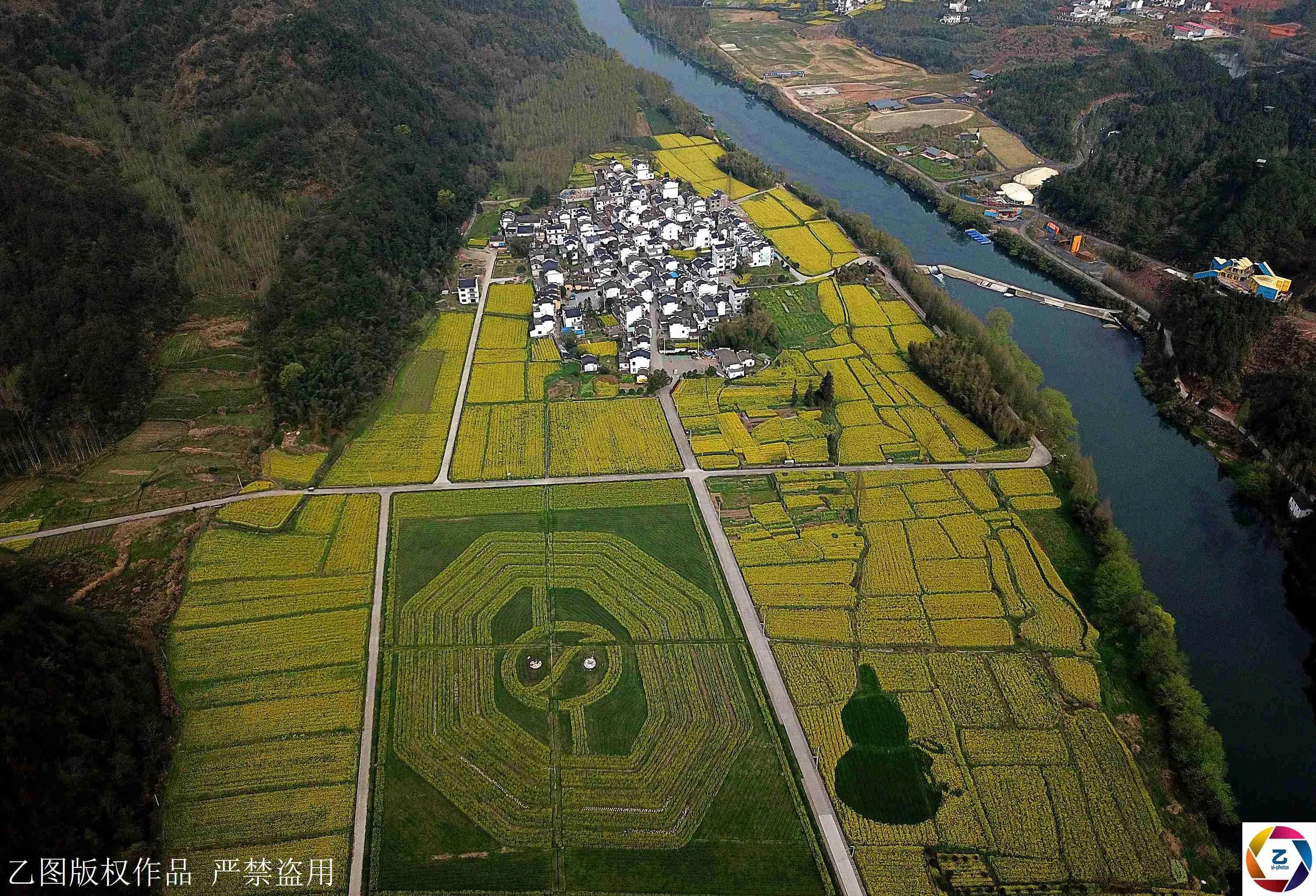 500年古村满是八卦图形 村口现360亩八卦油菜花海!