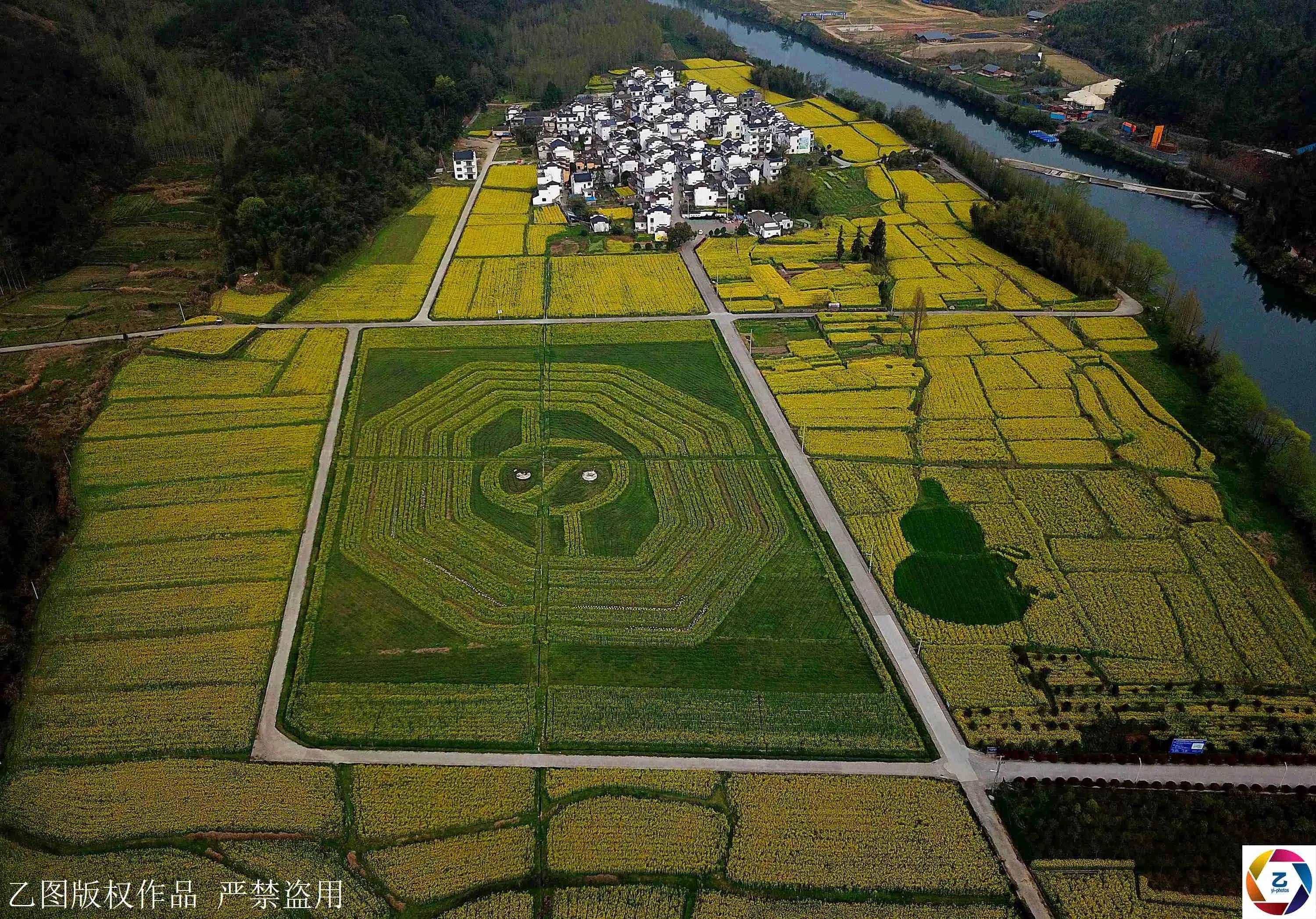 500年古村满是八卦图形 村口现360亩八卦油菜花海!