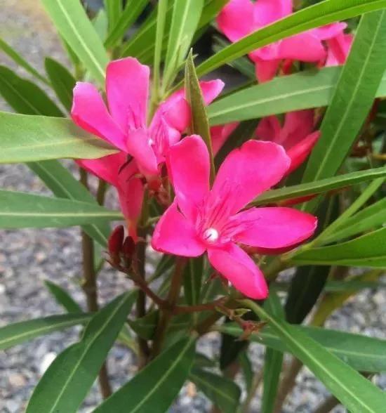这8种植物放在家里就等于害了家人健康