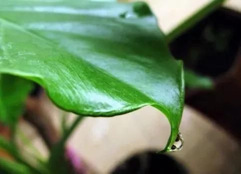 这8种植物放在家里就等于害了家人健康