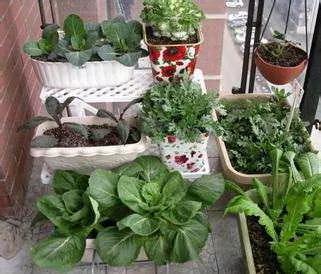 高手支招:1米菜园 用阳台就能种出够全家吃的菜!