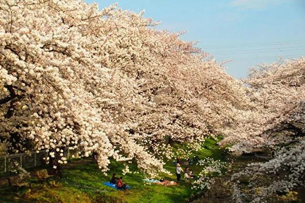 没到过日本赏樱 不要说你看够了樱花!