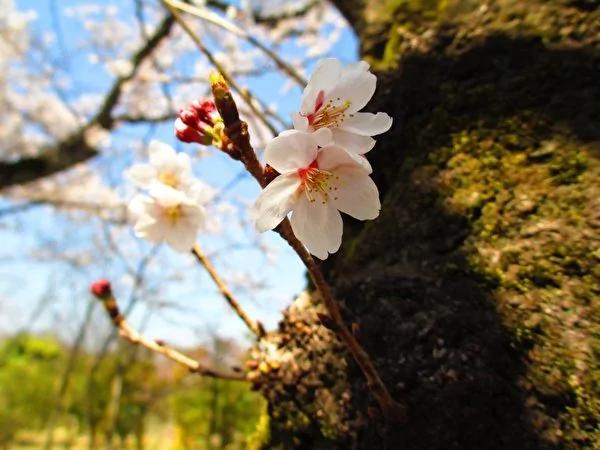 没到过日本赏樱 不要说你看够了樱花!