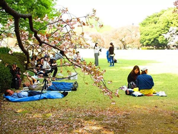 没到过日本赏樱 不要说你看够了樱花!