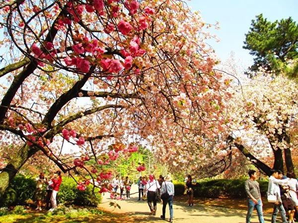 没到过日本赏樱 不要说你看够了樱花!