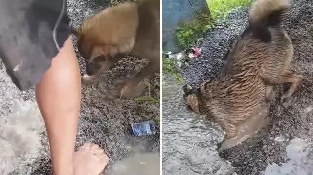 暴雨淹没狗狗洞穴 4只狗宝宝被困水中 狗妈这个举动令人泪崩!