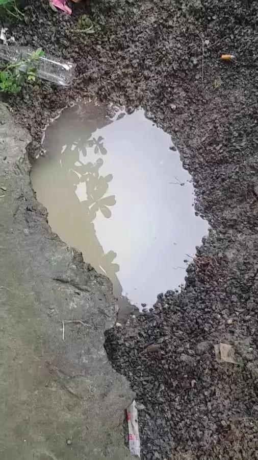 暴雨淹没狗狗洞穴 4只狗宝宝被困水中 狗妈这个举动令人泪崩!