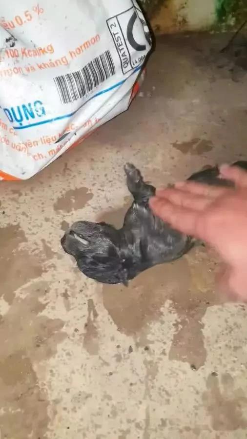 暴雨淹没狗狗洞穴 4只狗宝宝被困水中 狗妈这个举动令人泪崩!