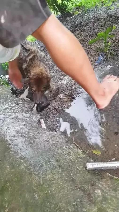 暴雨淹没狗狗洞穴 4只狗宝宝被困水中 狗妈这个举动令人泪崩!