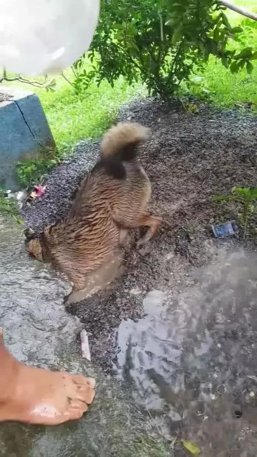 暴雨淹没狗狗洞穴 4只狗宝宝被困水中 狗妈这个举动令人泪崩!