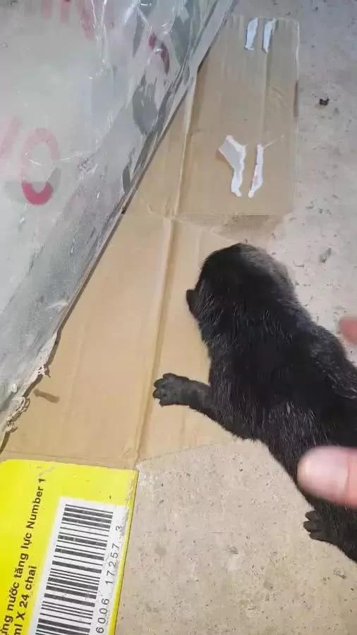 暴雨淹没狗狗洞穴 4只狗宝宝被困水中 狗妈这个举动令人泪崩!