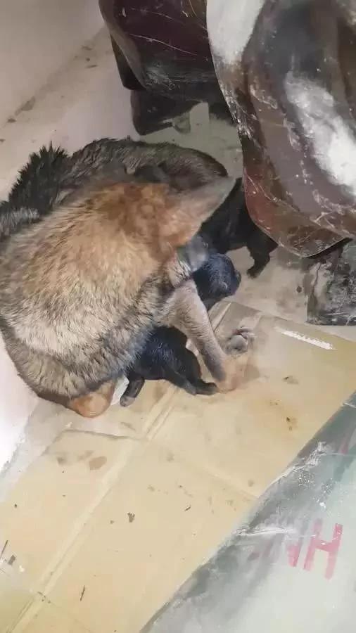 暴雨淹没狗狗洞穴 4只狗宝宝被困水中 狗妈这个举动令人泪崩!